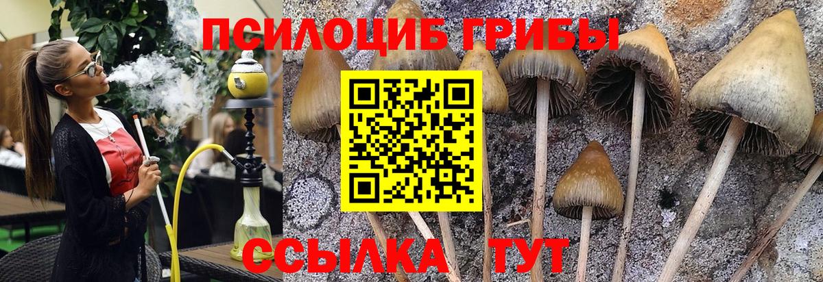 Галлюциногенные грибы Psilocybine cubensis  Вход с VPN  Балтийск 